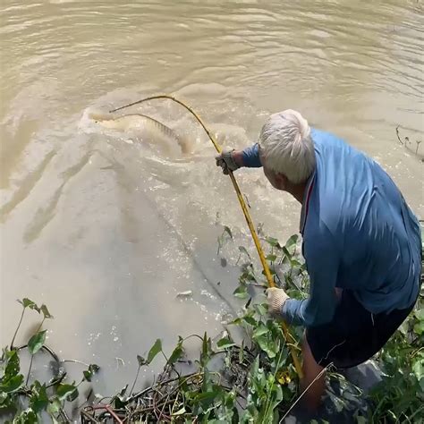 Amazing Fishing Technique Vs Massive Arapaima Fish Arapaima Fishing