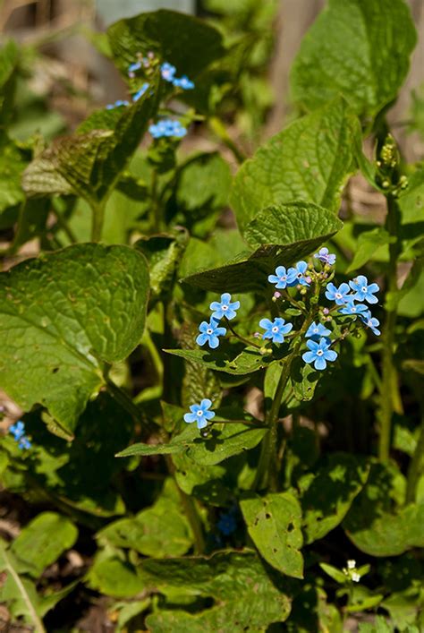 Brunnera sibirica - Изображение особи - Плантариум