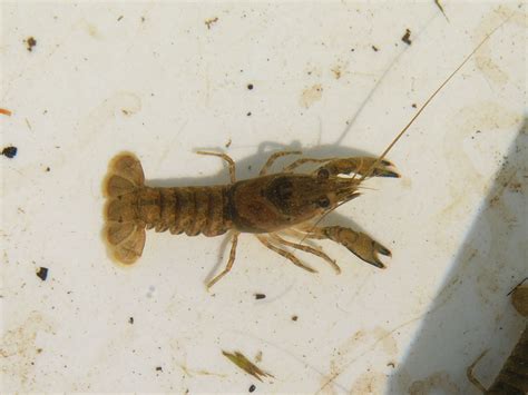 The Online Zoo - Unidentified Decapod