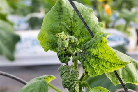 8 Common Cucumber Pests To Watch Out For