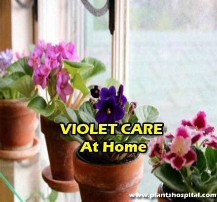 11 Tips For Violet Care: How To Plant, Reproduce, Watering