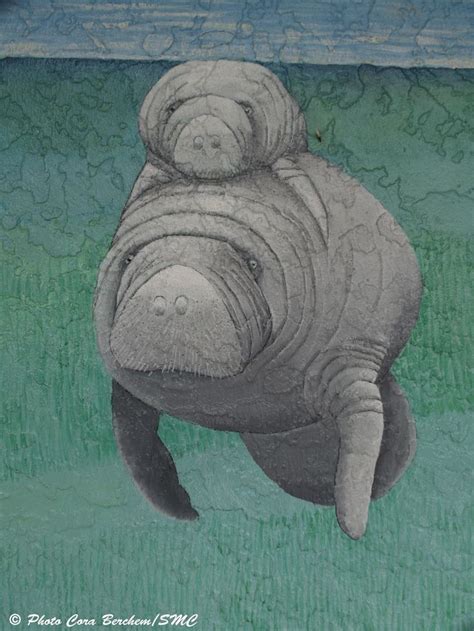 Lee County Manatee Park Fort Myers Manatee Park is a non-captive refuge