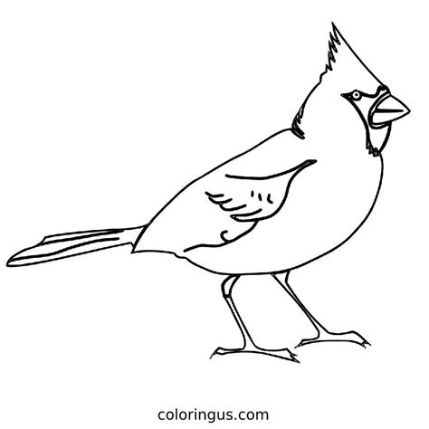 Northern Cardinal Bird Outline Coloring Page