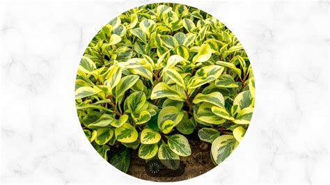 How To Care For The Peperomia Plant Resolve The Main Issues