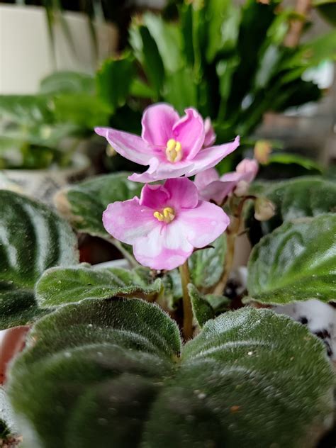 Фиалочки | Пикабу