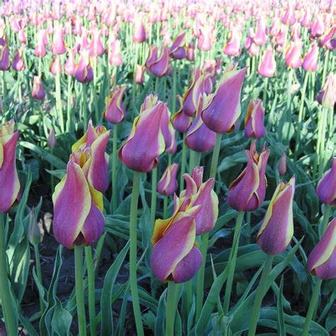 Тюльпан лилиецветный Баллада Дрим 5 шт. – купить луковицы цветов в ...