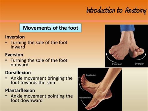 Intro to anatomy