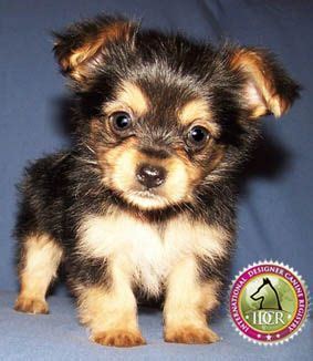 Teacup Yorkie And Teacup Chihuahua Mix | Teacup Yorkie