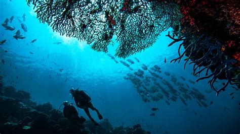 exploring  depths scuba diving adventures   fabulous uae