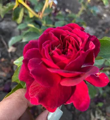 Роза зе принц фото - 74 картинки