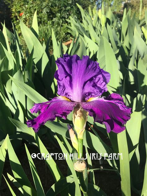3-30-18 Hookem Horns – Crafton Hills Iris Farm
