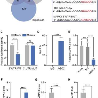 Mir P Directly Targets Mapk A Candidate Genes From Three