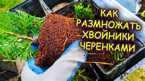 Вот так укоренились черенки туи и стали саженцами. Как размножать ...