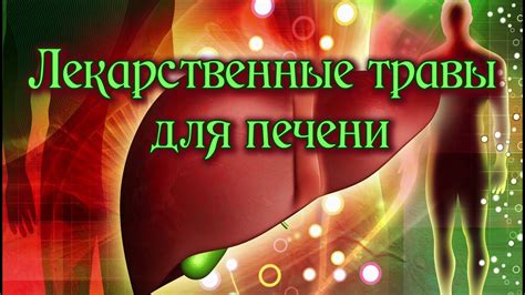 Травы для печени: какие сборы применяют для чистки и лечения