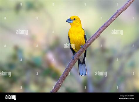 Yellow Grosbeak Pheucticus Chrysopeplus Rancho Primavera El Tuito