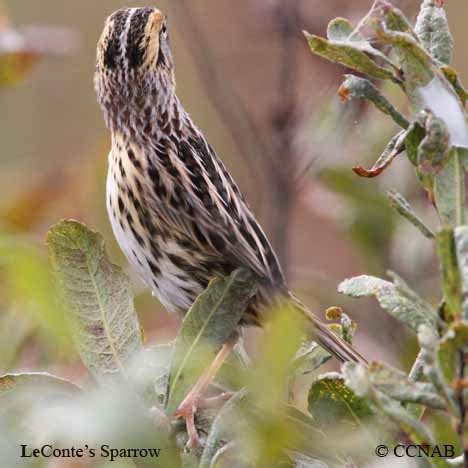 Leconte S Sparrow Ammospiza Leconteii