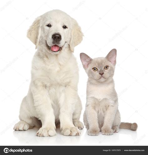 Cat Dog Together White Background Animal Themes — Stock Photo