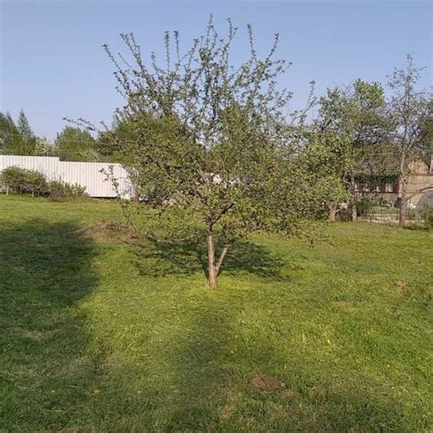 Участок, 8.6 сот., сельхоз (снт или днп) – купить в Смоленске, цена 250 ...