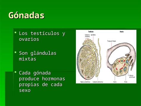 Ppt G Nadas Los Test Culos Y Ovarios Son Gl Ndulas Mixtas Cada G Nada