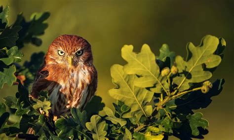 Types Of Owls In The United States