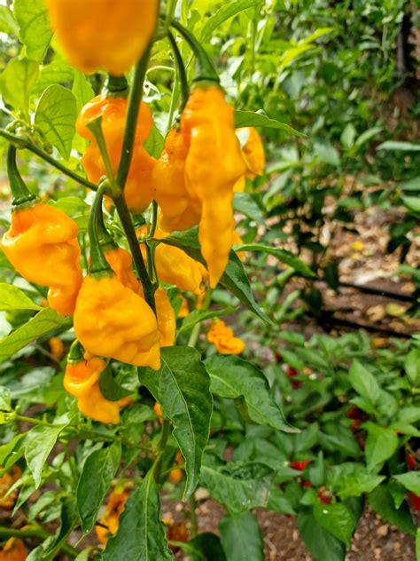 Habanero Hot Lemon Chilli Seeds Habanero Hot Lemon Pepper Seeds