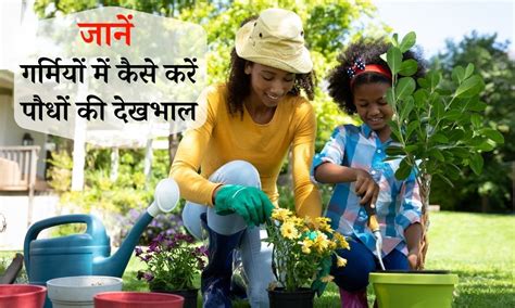 गर्मियों में पौधों की देखभाल कैसे करें How To Care Plants In Summer