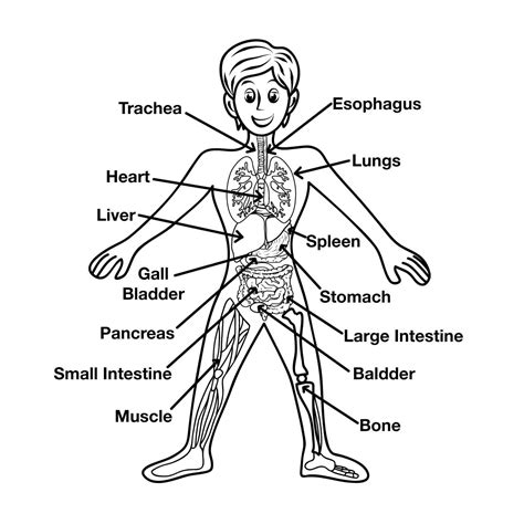 Human Anatomy Image coloring page - Download, Print or Color Online for