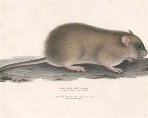 short tailed bandicoot rat facts diet habitat pictures