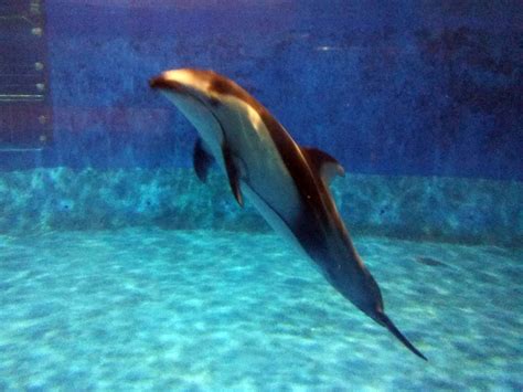 Pacific white-sided dolphin - ZooChat