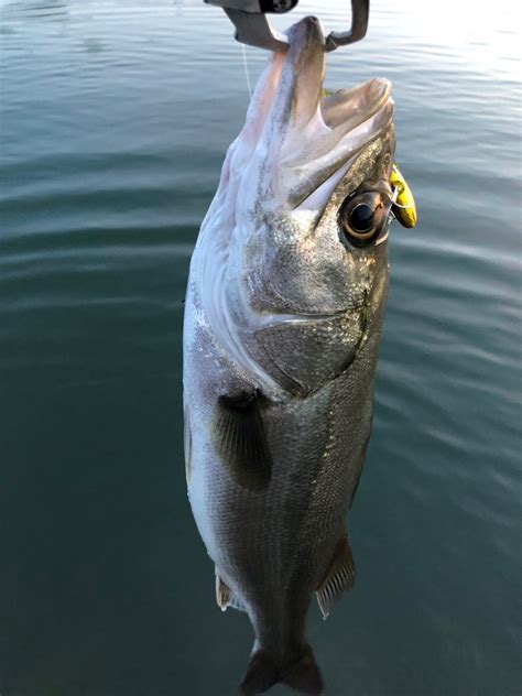 釣り後は牛丼ばっかりさんの2023年05月16日 火 の釣行 富山県 水橋漁港 アングラーズ 釣果400万件の魚釣り情報サイト