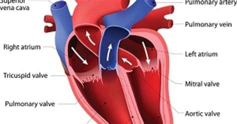 Heart From Inside Niceheartdoctor