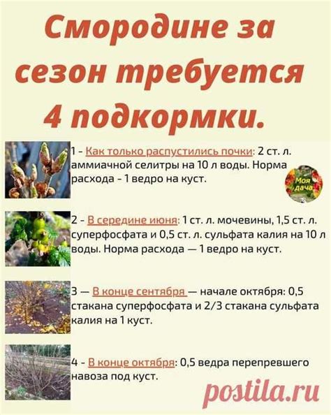 дача-смородина.крыжовник | Garden cultivator, Backyard vegetable ...