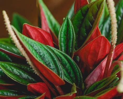 Peperomia Caperata Rosso 4 Or 6 Pot Beautiful Red And Green