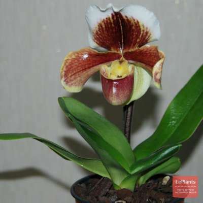 Пафиопедилум филиппинский (Paphiopedilum philippinense) — описание ...