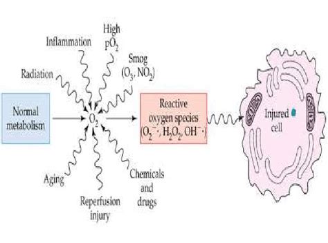 Formation of reactive oxygen species. | Download Scientific Diagram