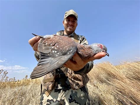 Rock Pigeon - Africa Species - Ramsey Russell's GetDucks.com