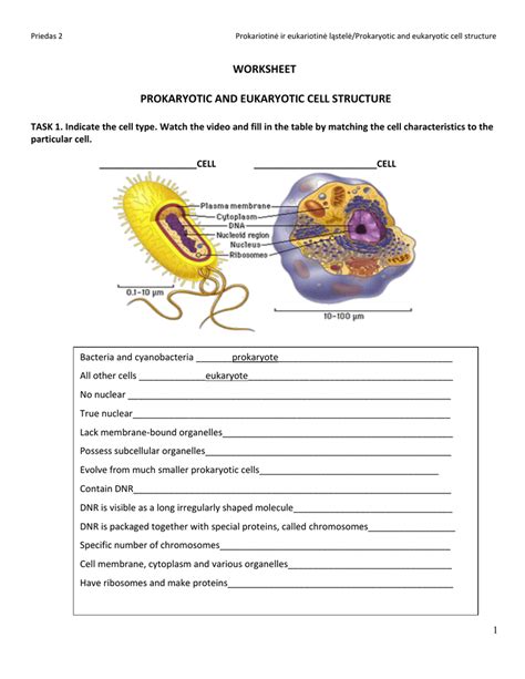 Prokaryote Eukaryote Worksheet Prokaryotic And Eukaryotic Cell