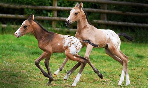 Pin on Equestrian