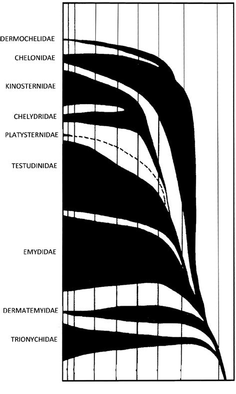 An early theory on the phylogeny of cryptodiran turtles. The width of ...