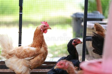 Rhode island red chicken stock image. Image of poultry - 325796387