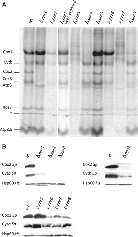 (A) In vivo 35S labeling of Δppr mutants. The various Δppr mutants were ...