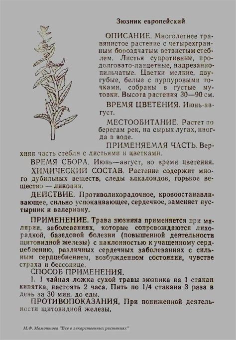 Зюзник европейский | Целебные травы, Траволечение, Лекарственные растения