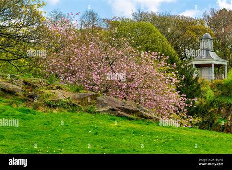 shrubs  early spring blossom  april    ashton memorial