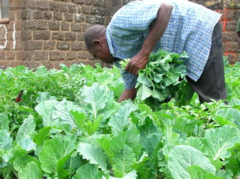 Understanding the Process of Harvesting Kale – Planting Guys