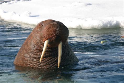 Russian Scientists Shipwrecked by Walrus | War History Online