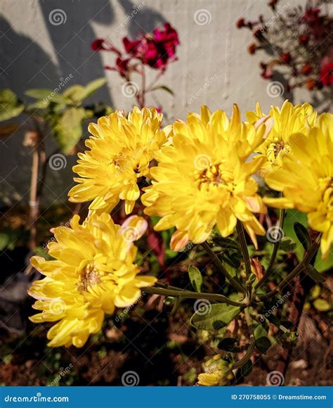 beautiful flowers blooming   garden nature photography natural