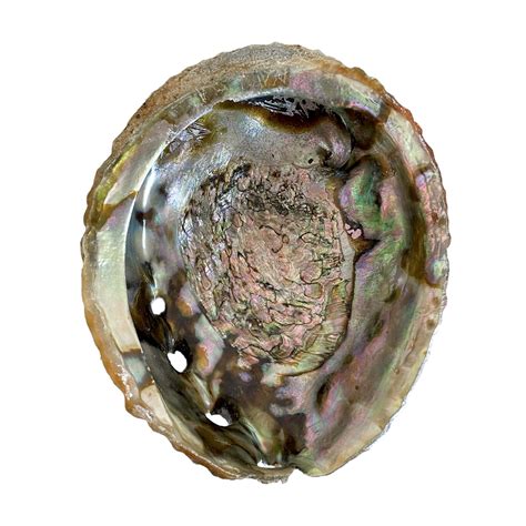 Abalone Shell Extra Large Alternative Distribution