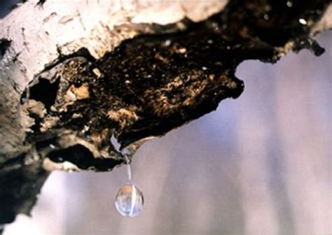 Время березового сока | Для дачников.ру