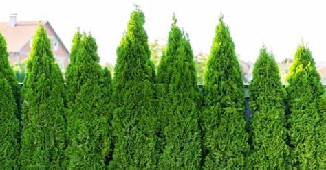 Usda Zone 4 Where Is It What To Plant Tips To Success