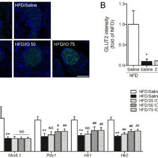 Effects of IO on GLUT2 expression increase of pancreas tissues in ...